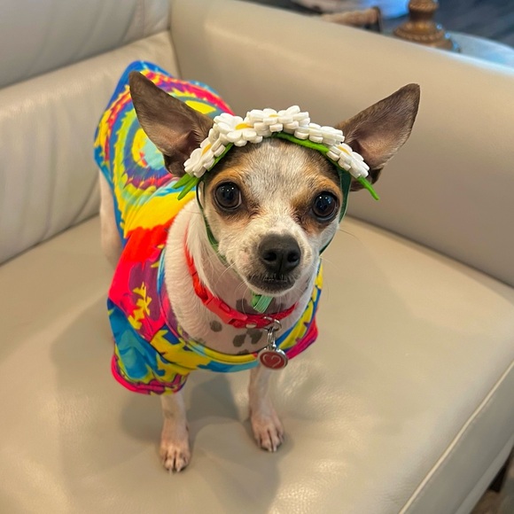 Dog Cat Halloween Costume 2 pc 70s Bootique Pet Costume Set Size XSmall - Picture 2 of 15